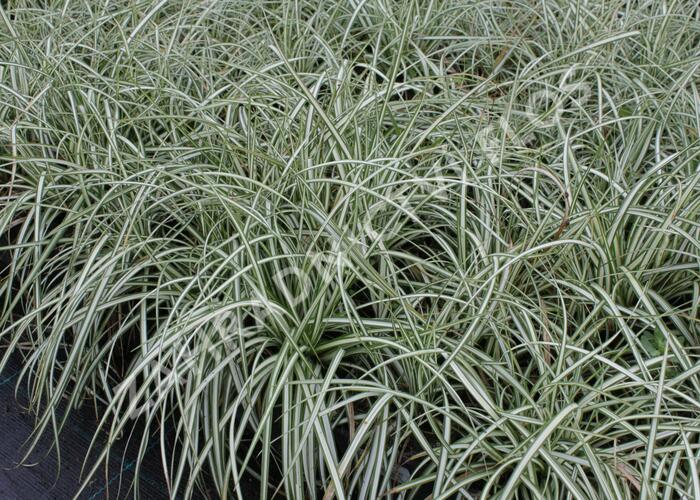Ostřice ptačí nožka 'Variegata' - Carex ornithopoda 'Variegata'