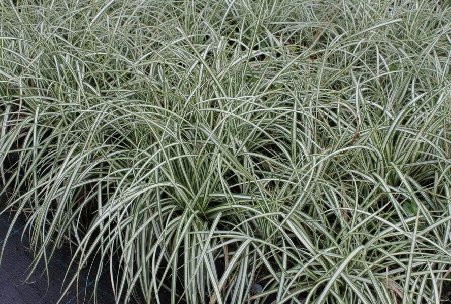 Ostřice ptačí nožka 'Variegata' - Carex ornithopoda 'Variegata'