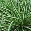 Ostřice ptačí nožka 'Variegata' - Carex ornithopoda 'Variegata'