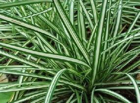 Ostřice ptačí nožka 'Variegata' - Carex ornithopoda 'Variegata'