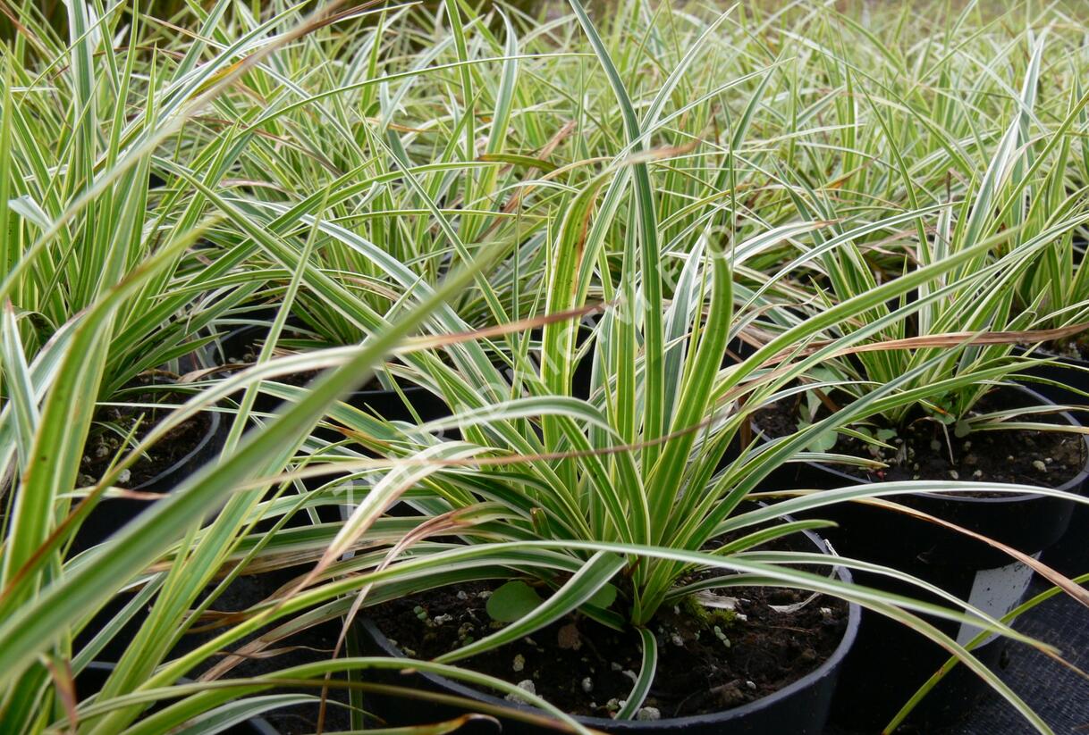Ostřice japonská 'Fischer's Form' - Carex morrowii 'Fischer's Form'