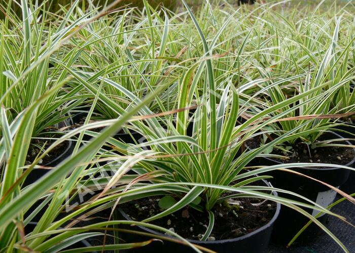 Ostřice japonská 'Fischer's Form' - Carex morrowii 'Fischer's Form'
