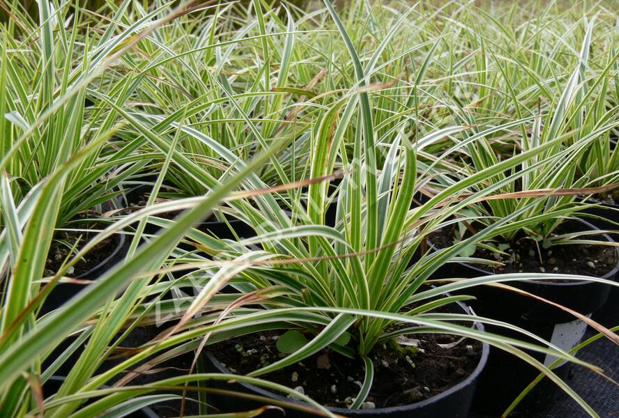 Ostřice japonská 'Fischer's Form' - Carex morrowii 'Fischer's Form'