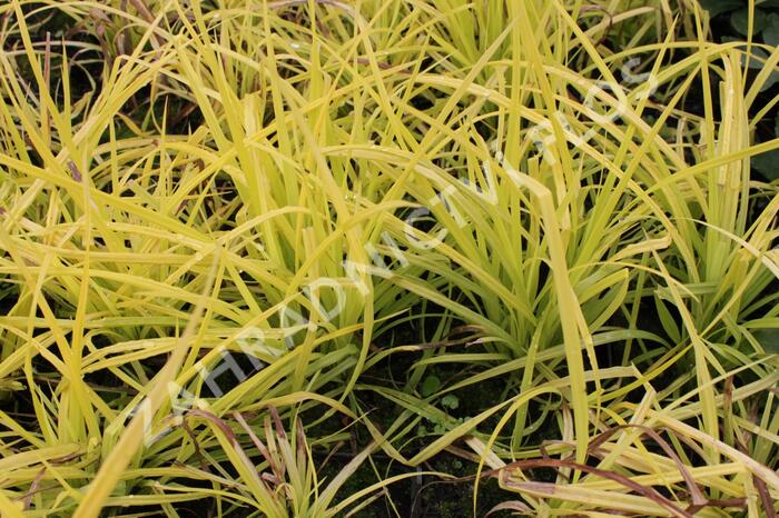 Ostřice vyvýšená 'Aurea' - Carex elata 'Aurea'