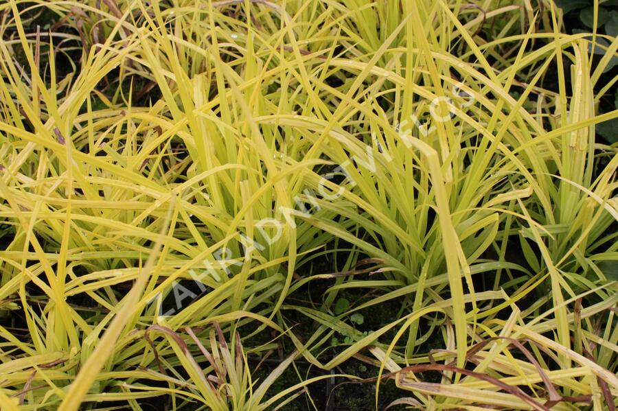 Ostřice vyvýšená 'Aurea' - Carex elata 'Aurea'