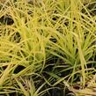 Ostřice vyvýšená 'Aurea' - Carex elata 'Aurea'