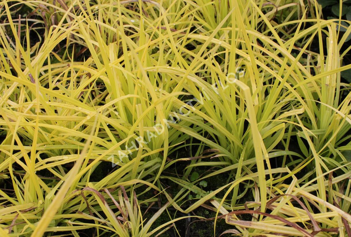 Ostřice vyvýšená 'Aurea' - Carex elata 'Aurea'