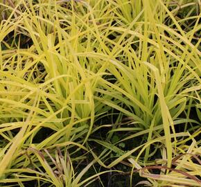 Ostřice vyvýšená 'Aurea'