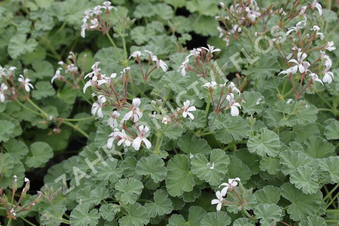 Muškát, pelargonie vonná 'Apple' - Pelargonium odoratissimum 'Apple'