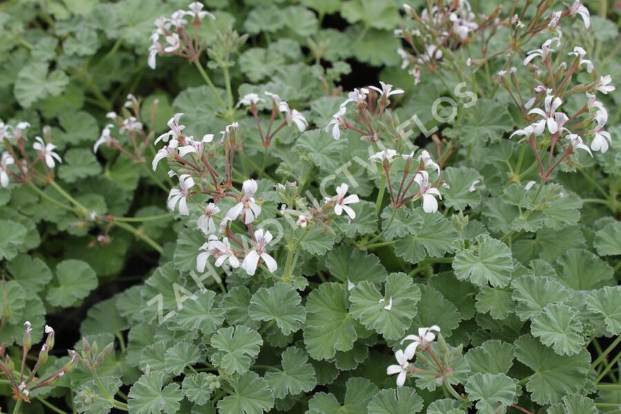 Muškát, pelargonie vonná 'Apple' - Pelargonium odoratissimum 'Apple'