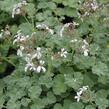 Muškát, pelargonie vonná 'Apple' - Pelargonium odoratissimum 'Apple'