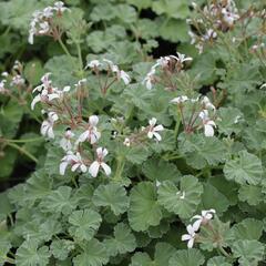 Muškát, pelargonie vonná 'Apple' - Pelargonium odoratissimum 'Apple'