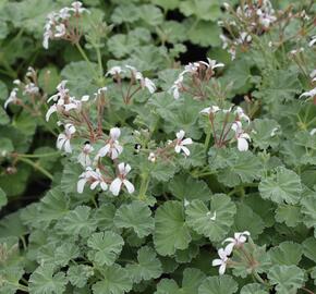 Muškát, pelargonie vonná 'Apple' - Pelargonium odoratissimum 'Apple'