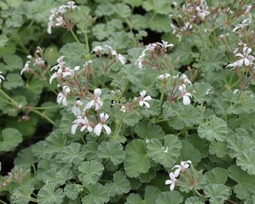 Muškát, pelargonie vonná 'Apple'