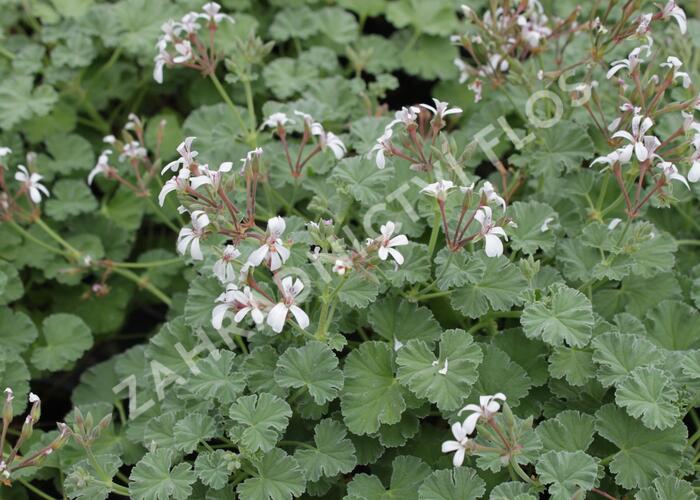 Muškát, pelargonie vonná 'Apple' - Pelargonium odoratissimum 'Apple'