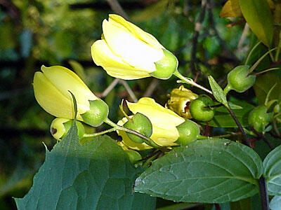 Kirengešoma - Kirengeshoma koreana