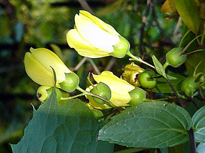 Kirengešoma - Kirengeshoma koreana