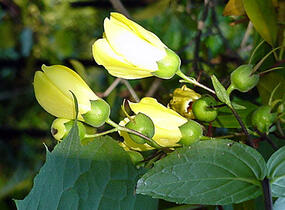 Kirengešoma - Kirengeshoma koreana