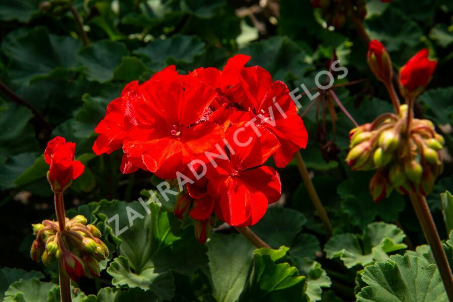 Muškát, pelargonie páskatá klasická 'Dark Red' - Pelargonium zonale 'Dark Red'