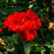 Muškát, pelargonie páskatá klasická 'Dark Red' - Pelargonium zonale 'Dark Red'