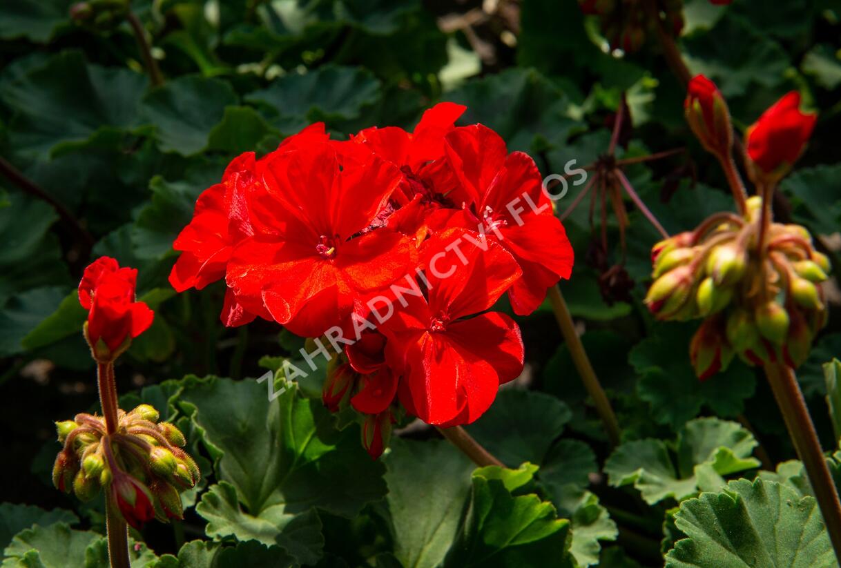 Muškát, pelargonie páskatá klasická 'Dark Red' - Pelargonium zonale 'Dark Red'