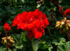 Muškát, pelargonie páskatá klasická 'Dark Red' - Pelargonium zonale 'Dark Red'