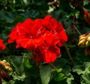 Muškát, pelargonie páskatá klasická 'Dark Red' - Pelargonium zonale 'Dark Red'