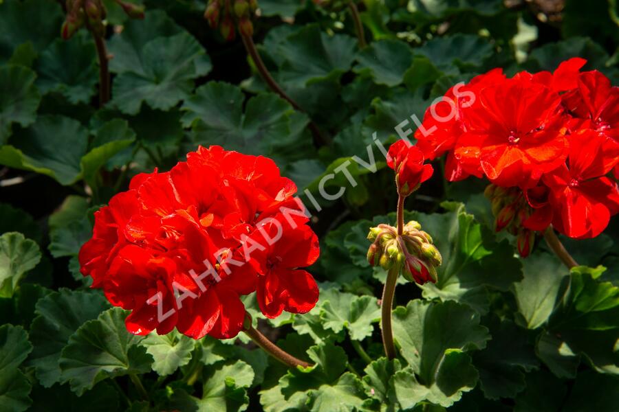 Muškát, pelargonie páskatá klasická 'Dark Red' - Pelargonium zonale 'Dark Red'