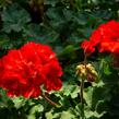 Muškát, pelargonie páskatá klasická 'Dark Red' - Pelargonium zonale 'Dark Red'