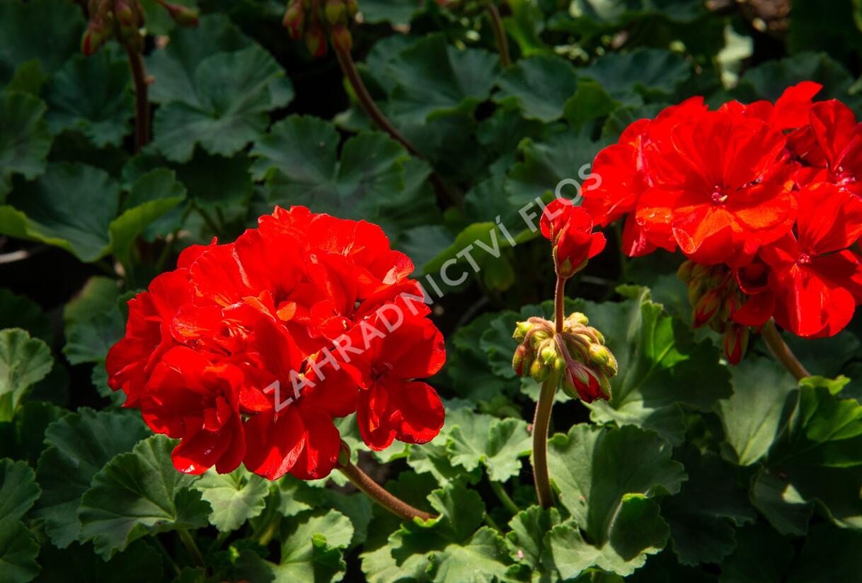 Muškát, pelargonie páskatá klasická 'Dark Red' - Pelargonium zonale 'Dark Red'