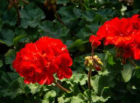 Muškát, pelargonie páskatá klasická 'Dark Red' - Pelargonium zonale 'Dark Red'