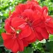 Muškát, pelargonie páskatá klasická 'Dark Red' - Pelargonium zonale 'Dark Red'