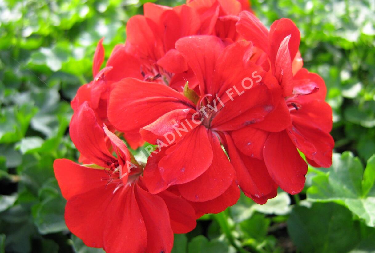 Muškát, pelargonie páskatá klasická 'Dark Red' - Pelargonium zonale 'Dark Red'