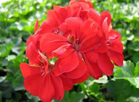 Muškát, pelargonie páskatá klasická 'Dark Red' - Pelargonium zonale 'Dark Red'