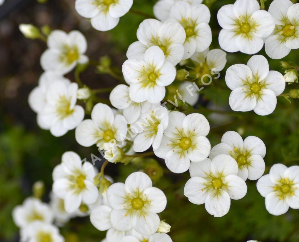 Lomikámen arendsův 'Touran Large White' - Saxifraga x arendsii 'Touran Large White'