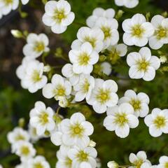 Lomikámen arendsův 'Touran Large White' - Saxifraga x arendsii 'Touran Large White'