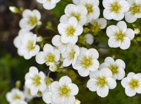 Lomikámen arendsův 'Touran Large White' - Saxifraga x arendsii 'Touran Large White'