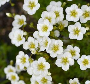 Lomikámen arendsův 'Touran Large White' - Saxifraga x arendsii 'Touran Large White'