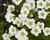 Lomikámen arendsův 'Touran Large White'