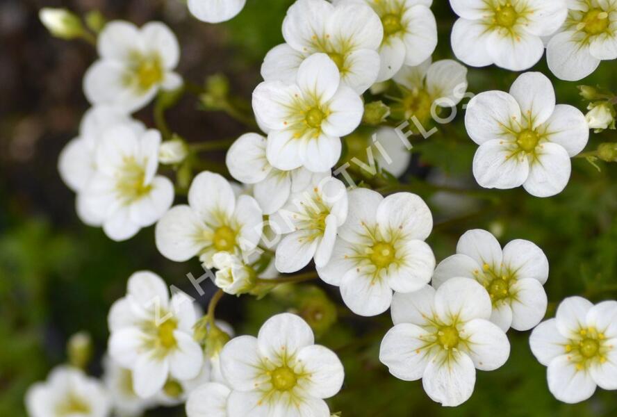 Lomikámen arendsův 'Touran Large White' - Saxifraga x arendsii 'Touran Large White'