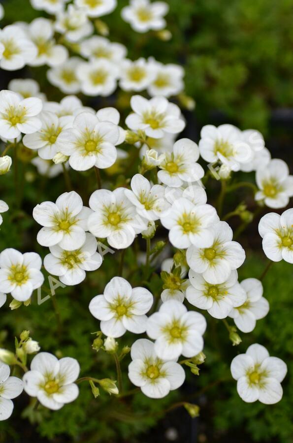Lomikámen arendsův 'Touran Large White' - Saxifraga x arendsii 'Touran Large White'