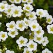 Lomikámen arendsův 'Touran Large White' - Saxifraga x arendsii 'Touran Large White'