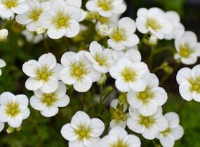 Lomikámen arendsův 'Touran Large White' - Saxifraga x arendsii 'Touran Large White'