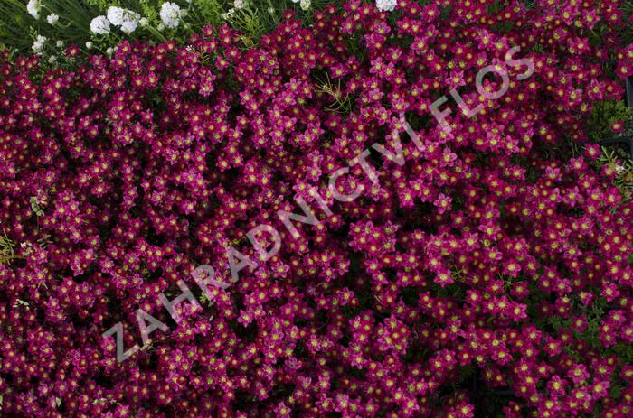 Lomikámen arendsův 'Alpino Early Deep Red' - Saxifraga x arendsii 'Alpino Early Deep Red'