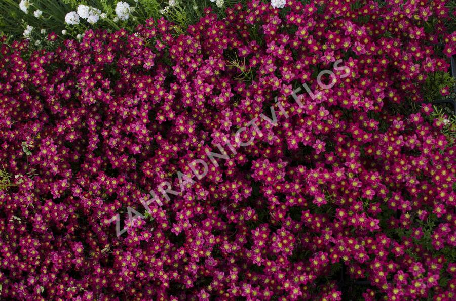 Lomikámen arendsův 'Alpino Early Deep Red' - Saxifraga x arendsii 'Alpino Early Deep Red'