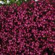 Lomikámen arendsův 'Alpino Early Deep Red' - Saxifraga x arendsii 'Alpino Early Deep Red'
