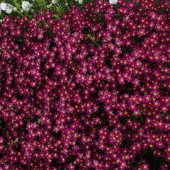 Lomikámen arendsův 'Touran Deep Red' - Saxifraga x arendsii 'Touran Deep Red'