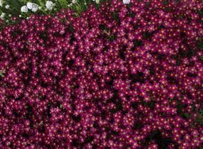 Lomikámen arendsův 'Alpino Early Deep Red' - Saxifraga x arendsii 'Alpino Early Deep Red'