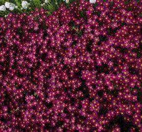 Lomikámen arendsův 'Touran Deep Red' - Saxifraga x arendsii 'Touran Deep Red'