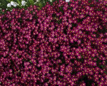 Lomikámen arendsův 'Alpino Early Deep Red'